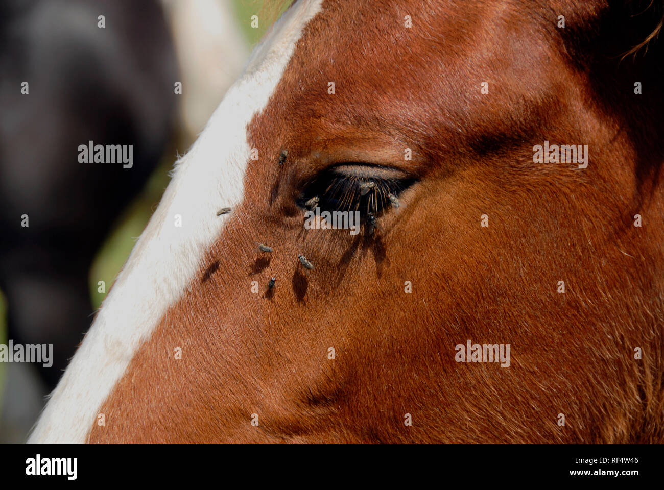 Fliegt um das Gesicht und die Augen eines jungen Pferdes. Stockfoto