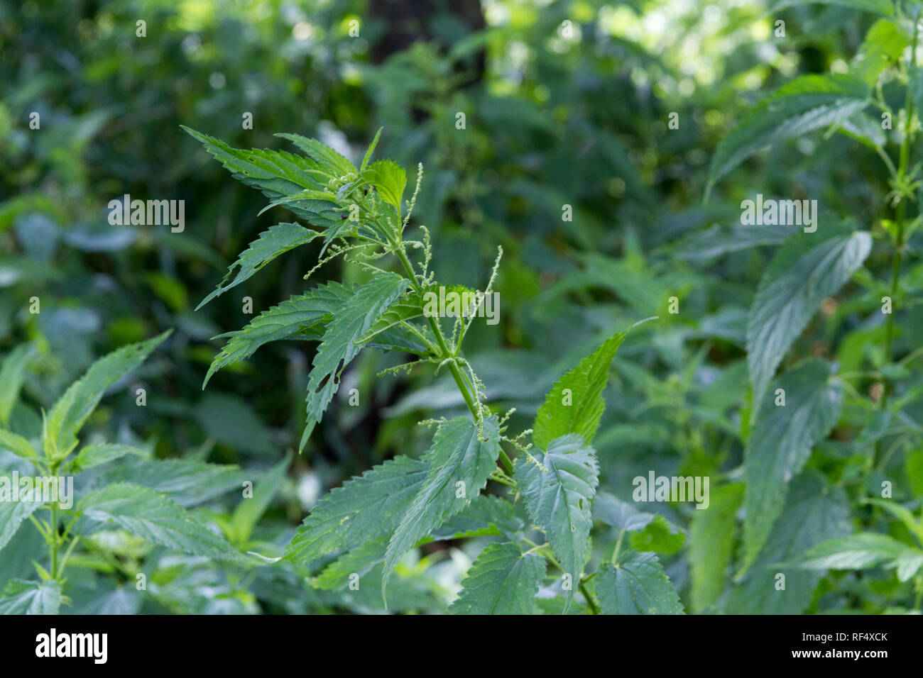 Urtica dioica, oft als brennnessel oder brennnessel der Familie Urticaceae. Stockfoto