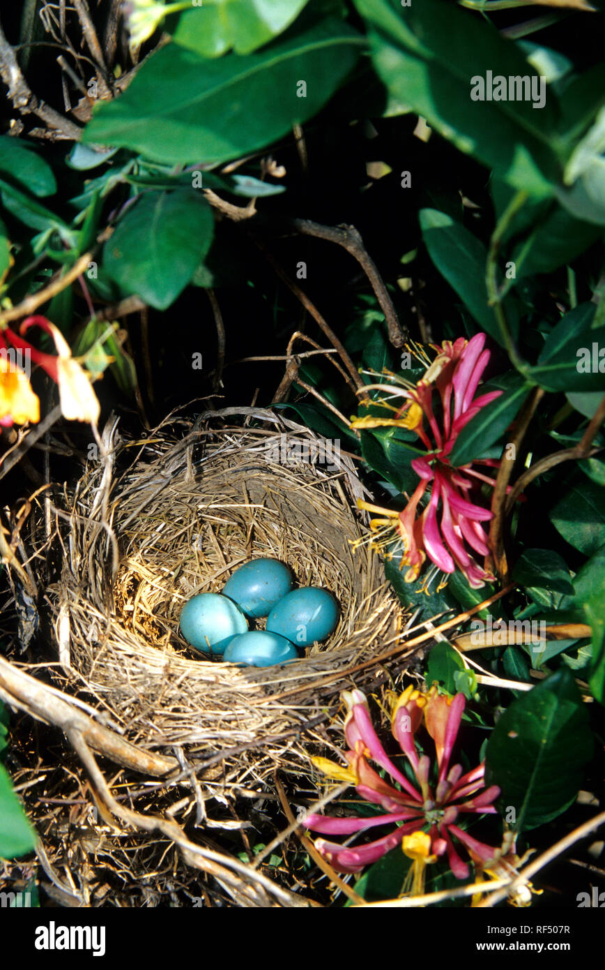 01382-04211 Amerikanische Robin (Turdus migratorius) Gelege mit 4 Eiern in Geißblatt (Lonicera heckrotti) Rebe Marion Co.IL Stockfoto