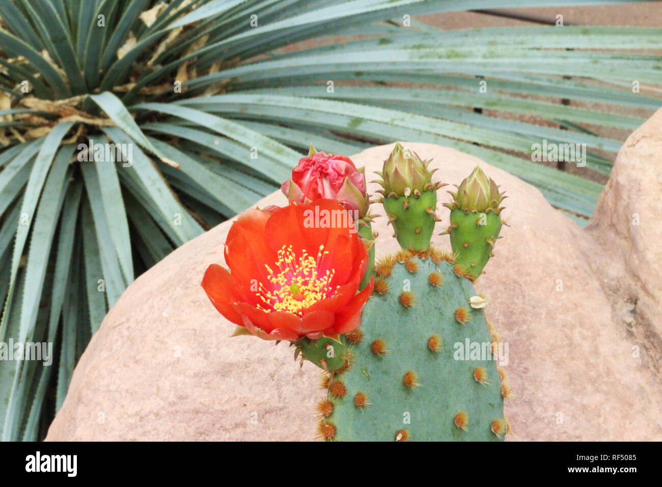 Nahaufnahme eines Feigenkaktus, Opuntia, Kaktus mit orangen Blten in  verschiedenen Stadien der Blte Stockfotografie - Alamy