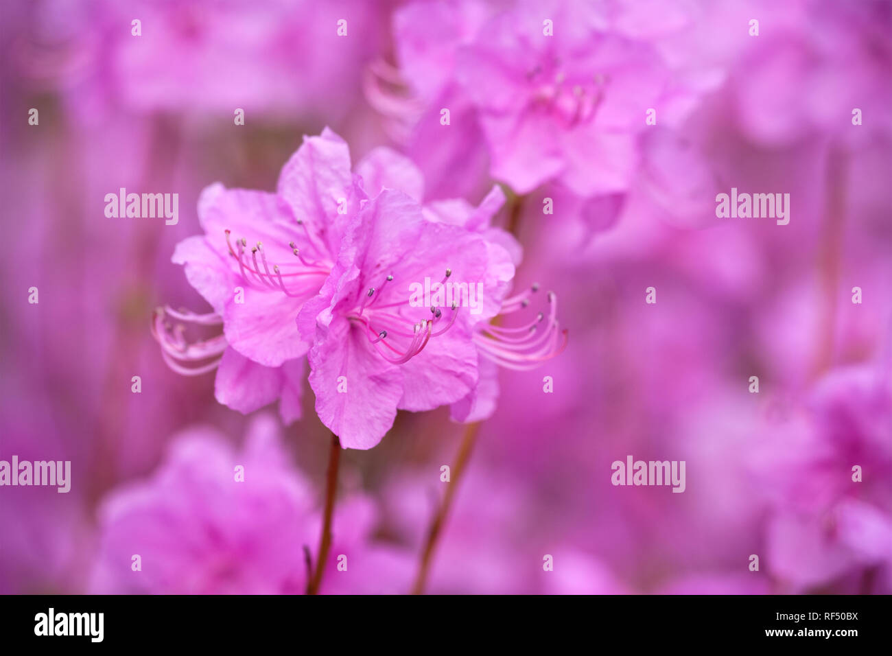 Rhododendron Mucronulatum koreanischen Rhododendronblüte hautnah. Seoul, Südkorea Stockfoto