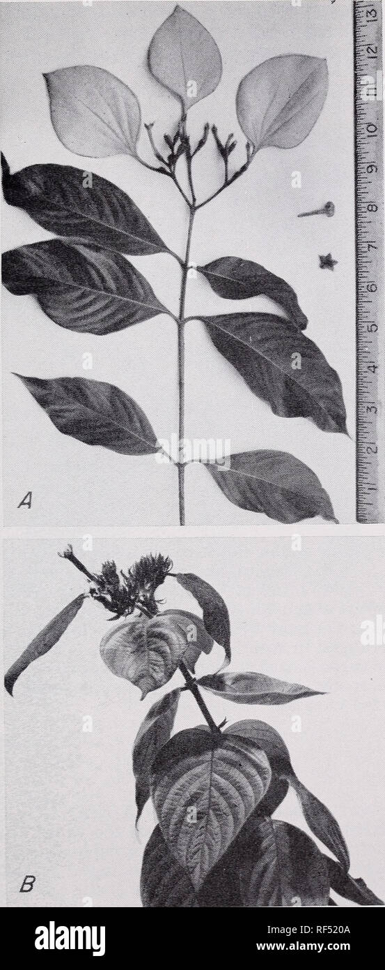 . Einige Ziersträucher für die Tropen. Sträucher Tropen. Einige ZIERSTRÄUCHER FÜR DIE TROPEN, 107. Abbildung 64, A. - Eine weiße, blattförmige Kelchblatt erweitert vor der orangen Blüten öffnen. Ein freistehendes Corolla ist zwischen 6 und 7 auf dem Lineal angezeigt wird. B. Mussaenda erythrophylla - eine Blume hat eine scharlachrote Kelchblatt, vergrößert, nachdem die Blütenblätter abgefallen. haben. Bitte beachten Sie, dass diese Bilder sind von der gescannten Seite Bilder, die digital für die Lesbarkeit verbessert haben mögen - Färbung und Aussehen dieser Abbildungen können nicht perfekt dem Original ähneln. extrahiert. Hume, Edward Putnam, 1911 -. [Washin Stockfoto