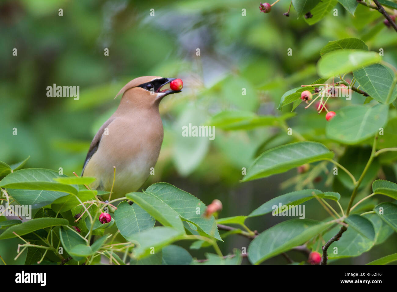 01415-03406 (Cedar Waxwing Bombycilla cedrorum) essen Berry im Serviceberry (Amelanchier canadensis) Bush, Marion Co.IL Stockfoto