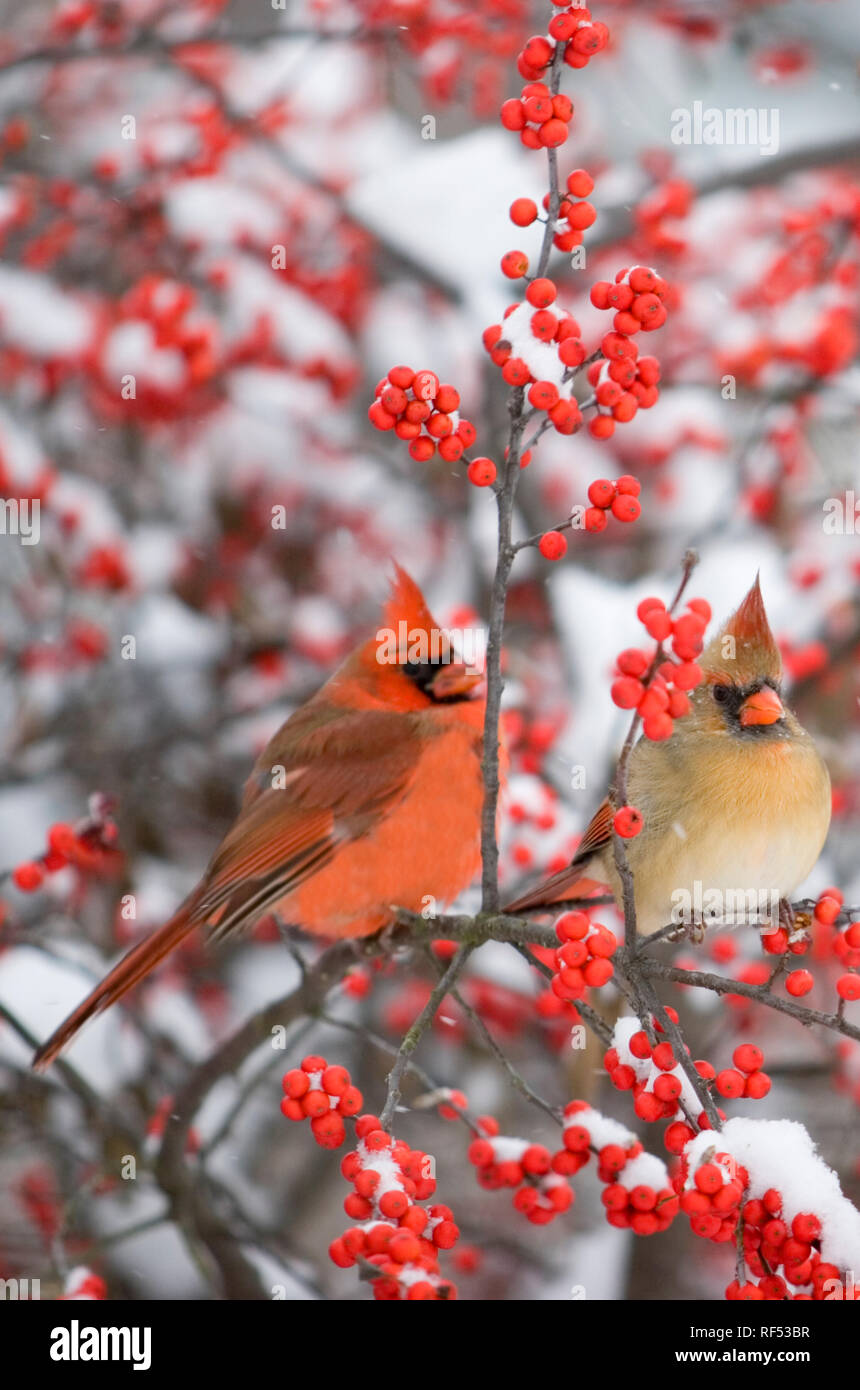 01530-17712 Nördlichen Kardinäle (Cardinalis cardinalis) männlichen & weiblichen auf gemeinsame Winterberry (Ilex verticillata) im Schnee Marion Co.IL Stockfoto