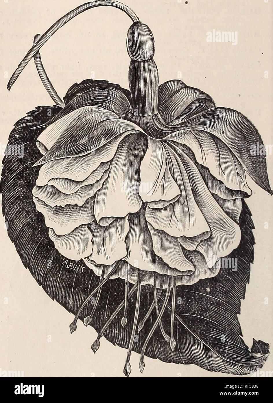 . Katalog. Baumschulen Kentucky Louisville Kataloge; Baumschulen (Gartenbau) Kentucky Louisville Kataloge; Pflanzen, Zierpflanzen, Blumen Kataloge Kataloge; Bäume; Sträucher Sämlinge Kataloge Kataloge. mit stattlichen Laub. Die Blüten sind in Clus * tern getragen: Große, lange und anmutig. Der Corolla ist Anfangs tief violett-lila, Wechsel zu Crimson; Knospen, Rohre und Kelchblätter rosy - Scharlach. Ein sehr üppig blühende Pflanze und eine kräftige Züchter. Pinkfarbene procumbens. Das ist eine völlig unterschiedliche Arten von Fuchsien; ein Eingeborener von Neuseeland. Es ist von der Vorder- oder Hinterkante hängenden Gewohnheit, und ist hervorragend für Bas angepasst Stockfoto