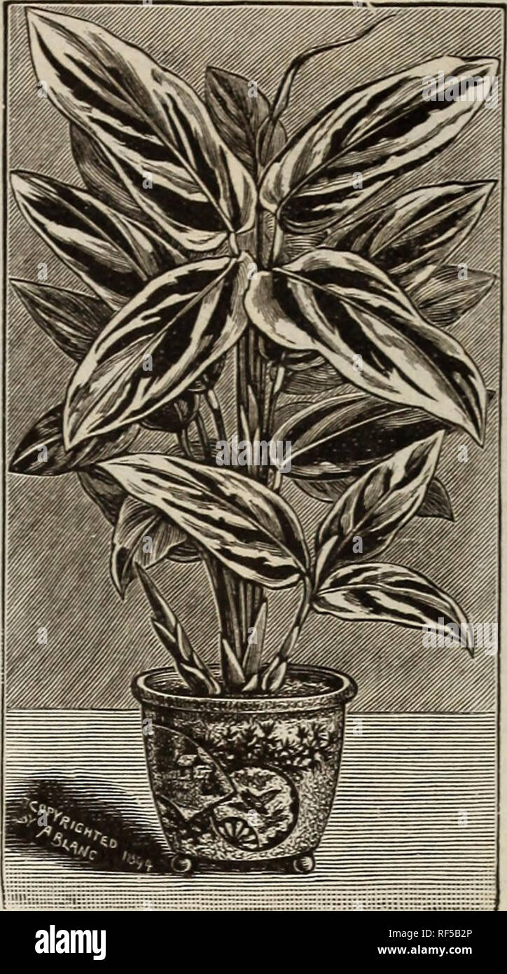 . Spezielle Feder Katalog Der neue und seltene Pflanzen, Blumenzwiebeln