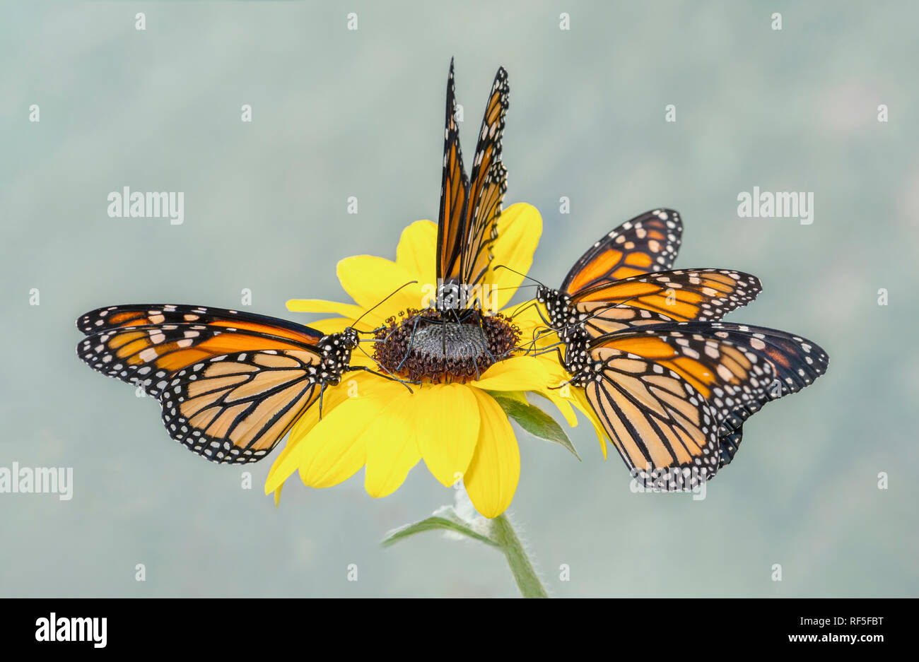 Monarchfalter Danaus plexippus Gruppe Fütterung auf eine einzelne gelbe Sonnenblume, mit einem neutralen Hintergrund. Stockfoto