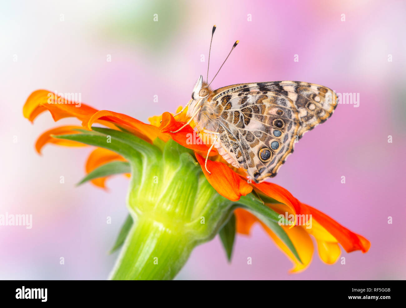 Distelfalter Schmetterling Vanessa Cardui ruht auf einem tithonia Blume Stockfoto