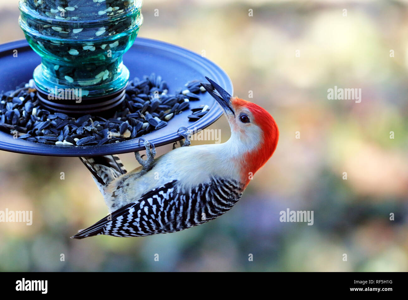 Red-bellied Woodpecker, Melanerpes carolinus, Essen in einem futterhaus Stockfoto