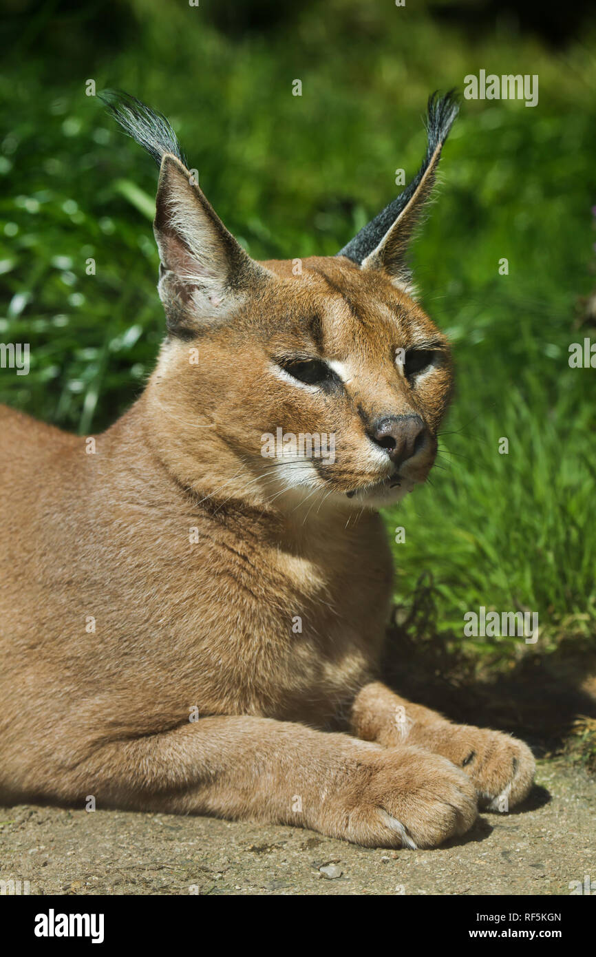 Karakal (Caracal Caracal). Wild lebende Tier. Stockfoto