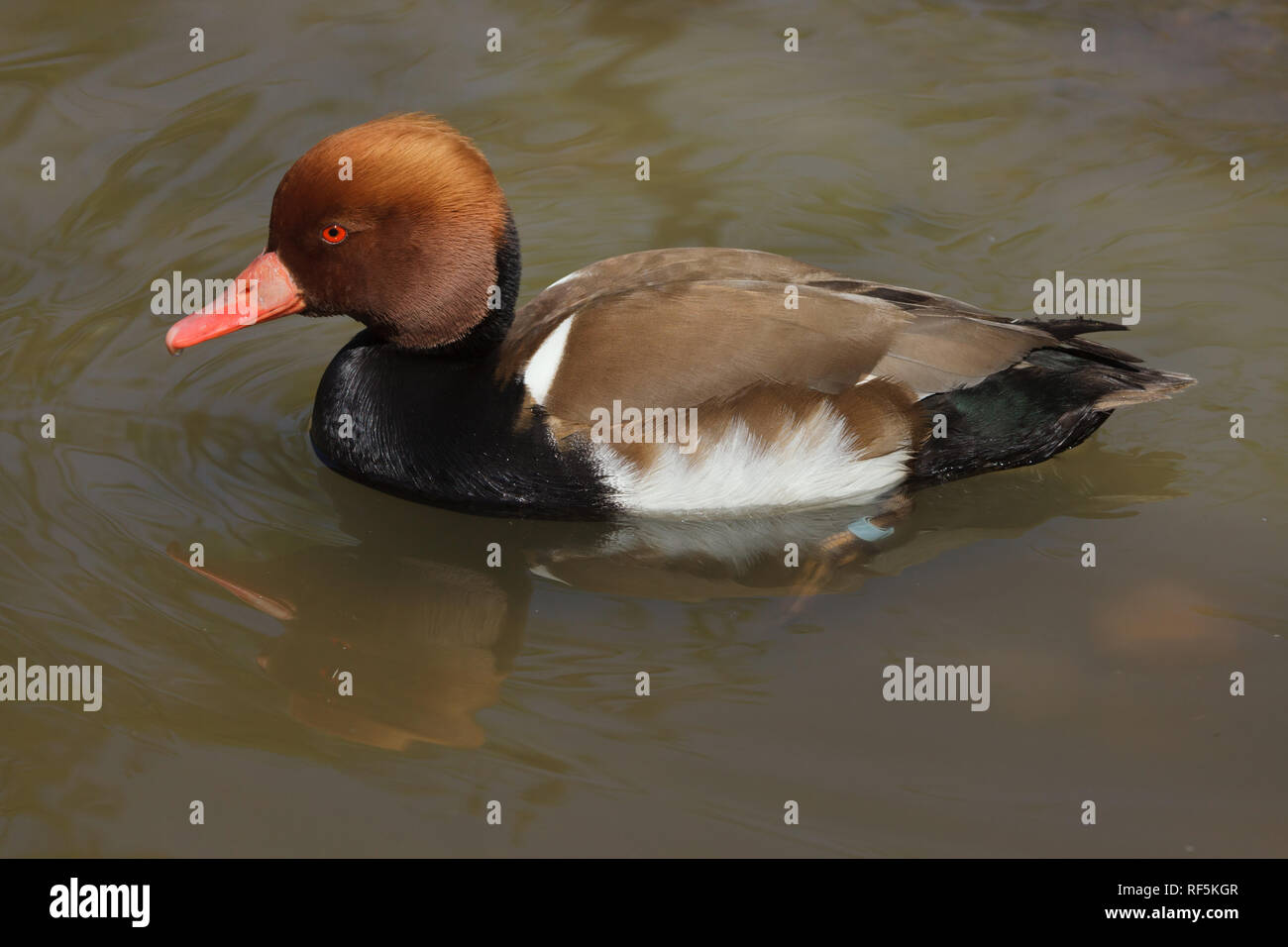 Kolbenente (Netta rufina). Wild Duck. Stockfoto