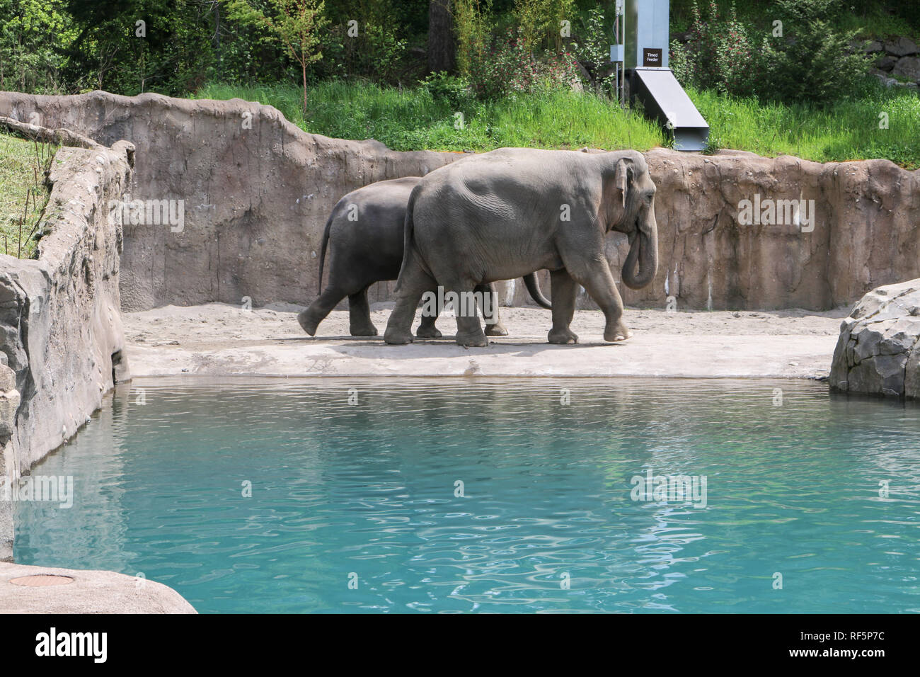 Paar asiatische Elefanten wandern im Portland Zoo Stockfoto