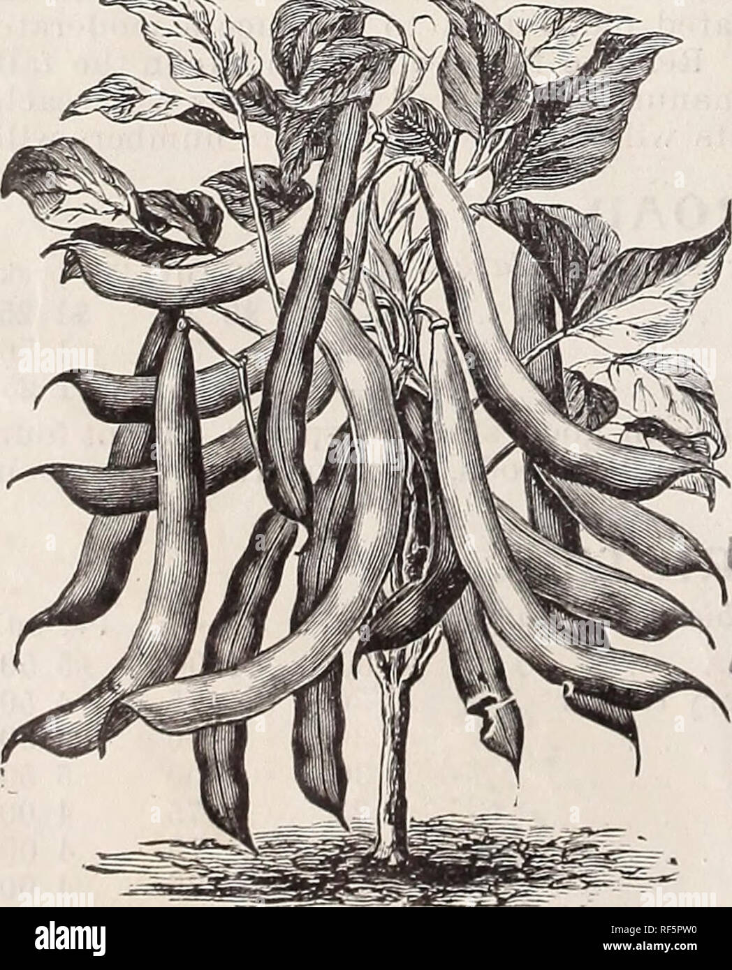 . High Class Samen und implementiert. Baumschulen New Jersey Paterson Kataloge; Gemüse; Blumen Samen Samen Kataloge Kataloge; Gräser, Samen Kataloge; landwirtschaftliche Arbeitsgeräte Kataloge. Die Burpee Folgendes Bush Lima Bohnen. "Flüchtling, oder tausend zu eins, weitgehend groAvn für BEIZEN ich ^^ong Weiß Niere, hervorragend als Shell Bean, Green oder Reifen ^w^ Hite flarrowfat, umfangreich zum Verkauf in trockenem Zustand^^ olden Flüchtling gewachsen, Hülsen, runde und helle Farbe^^" flageolett grünen Samen, verwendet als Shell Bean, wenn Grün t Zwerg weiß Lima^, Burpee Folgendes Bush Lima, groß und flach, sehr produktive ZWERG WACHS VARIETI Stockfoto