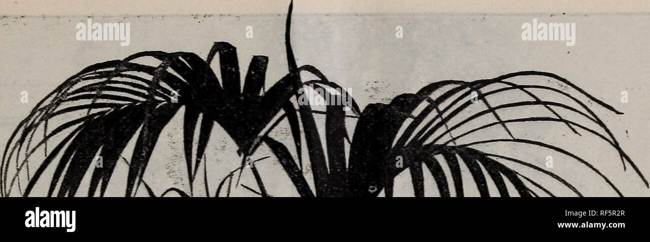 . Katalog der Samen & Amp; Pflanzen, Frühling 1901-1902. Baumschulen, Connecticut, Kataloge, Gemüse, Samen, Kataloge, Kräutern, Samen, Kataloge, Blumen, Kataloge. Dekoratives Laub Pflanzen 33. Bitte beachten Sie, dass diese Bilder sind von der gescannten Seite Bilder, die digital für die Lesbarkeit verbessert haben mögen - Färbung und Aussehen dieser Abbildungen können nicht perfekt dem Original ähneln. extrahiert. Robert Veitch Unternehmen; Henry G. Gilbert Baumschule und Saatgut Handel Katalog Kollektion. New Haven, Anschl.: Robert Veitch Unternehmen Stockfoto