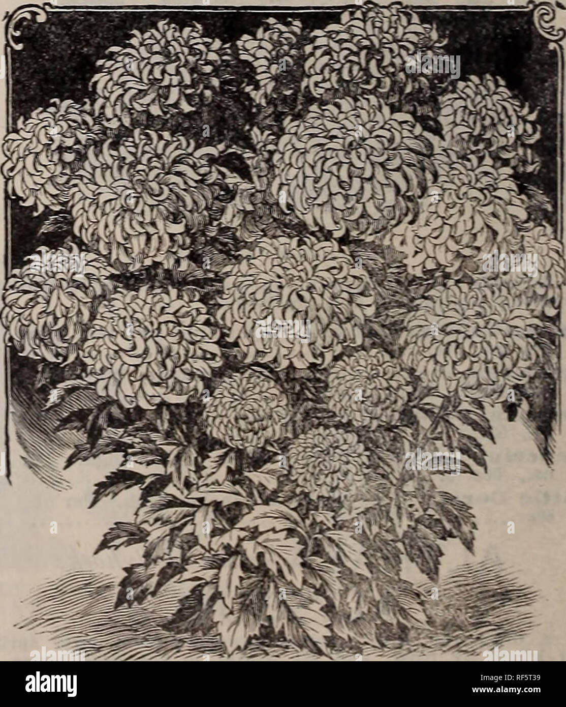 . Rechts Samen auf der rechten Seite Preise, 1902. Baumschulen Ohio Cleveland Kataloge; Gemüse; Blumen Samen Samen Kataloge Kataloge; landwirtschaftliche Arbeitsgeräte Kataloge. Früheste Paris, oder Königin von "Weiß; die früheste aller Astern... das Earlies. Königin der Markt. Blüht drei Wochen Ohr-Lier als andere Astern. Pflanzen sind Zwerg, sehr verzweigten, blühende frei; doppelte Blüten auf langen Stielen getragen; ausgezeichnet für den Anbau unter Glas. Weiß 10 Hellblau 10 Dunkelblau Crimson 10 mischte ich riesigen Kometen Rose. Eine hervorragende neue Klasse von Astern. Die Pflanzen sind Zwerg und der Pyramidalen Wachstum. Blumen sind extrem Stockfoto