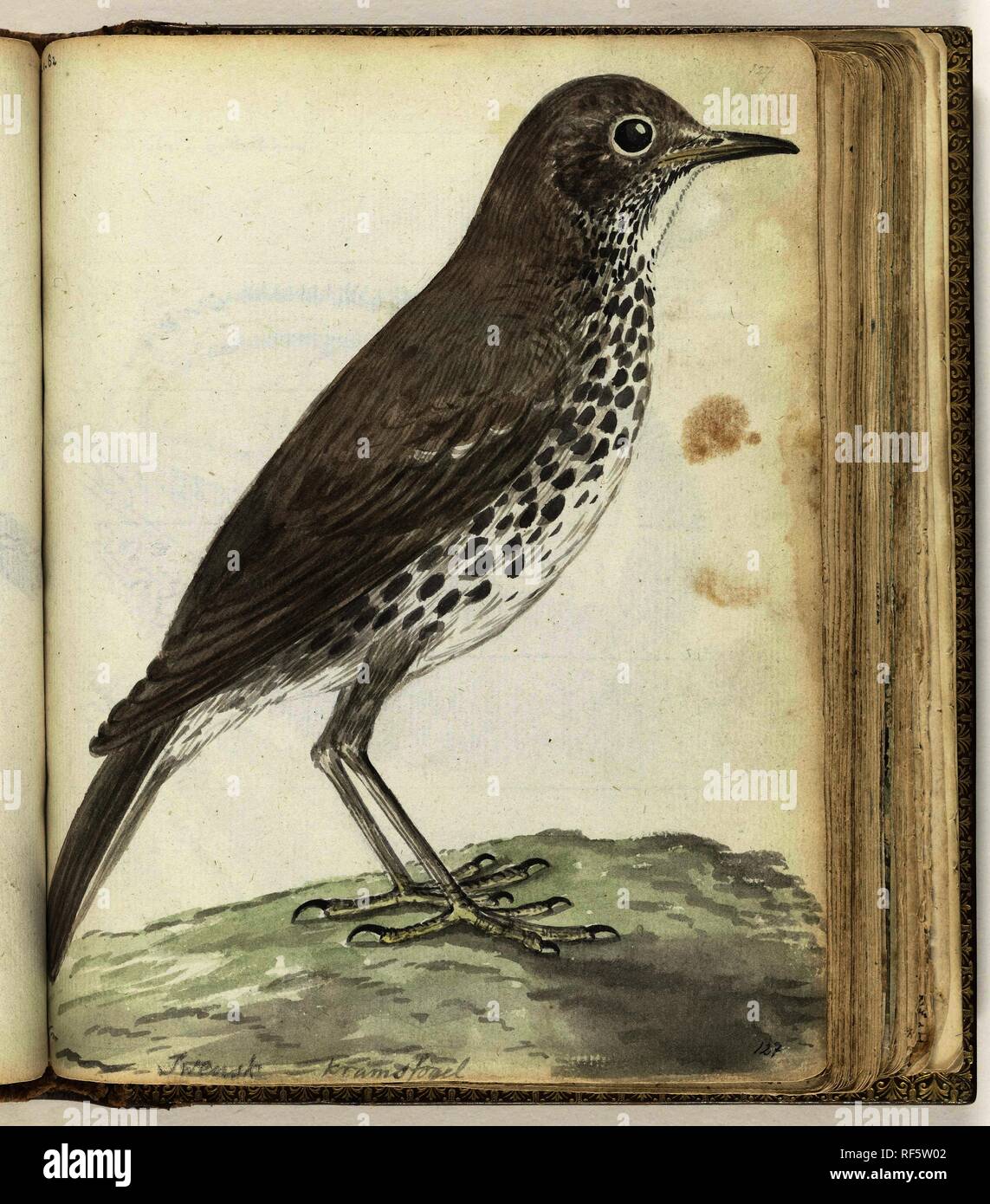 Schwedische Vogel. Verfasser der Stellungnahme: Jan Brandes. Dating: 26-Nov-1787 - 31-Aug-1808. Ort: Karlberg Palace. Maße: H 195 mm x B 155 mm. Museum: Rijksmuseum, Amsterdam. Stockfoto