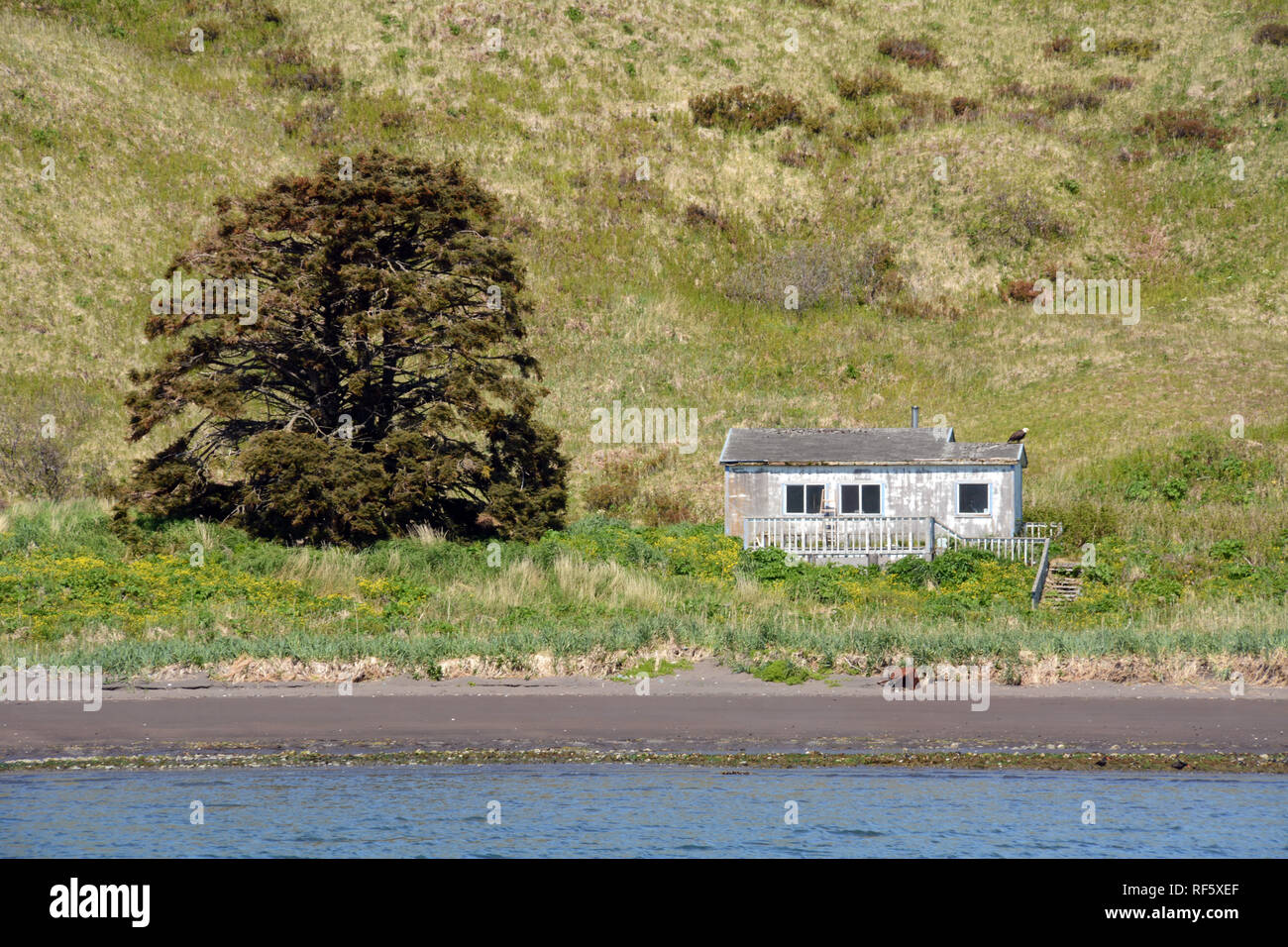 Eine alte heruntergekommen Angeln shack mit einem Adler auf dem Dach auf der North Shore von unalaska Island, auf dem Beringmeer, Aleuten, Alaska, USA. Stockfoto