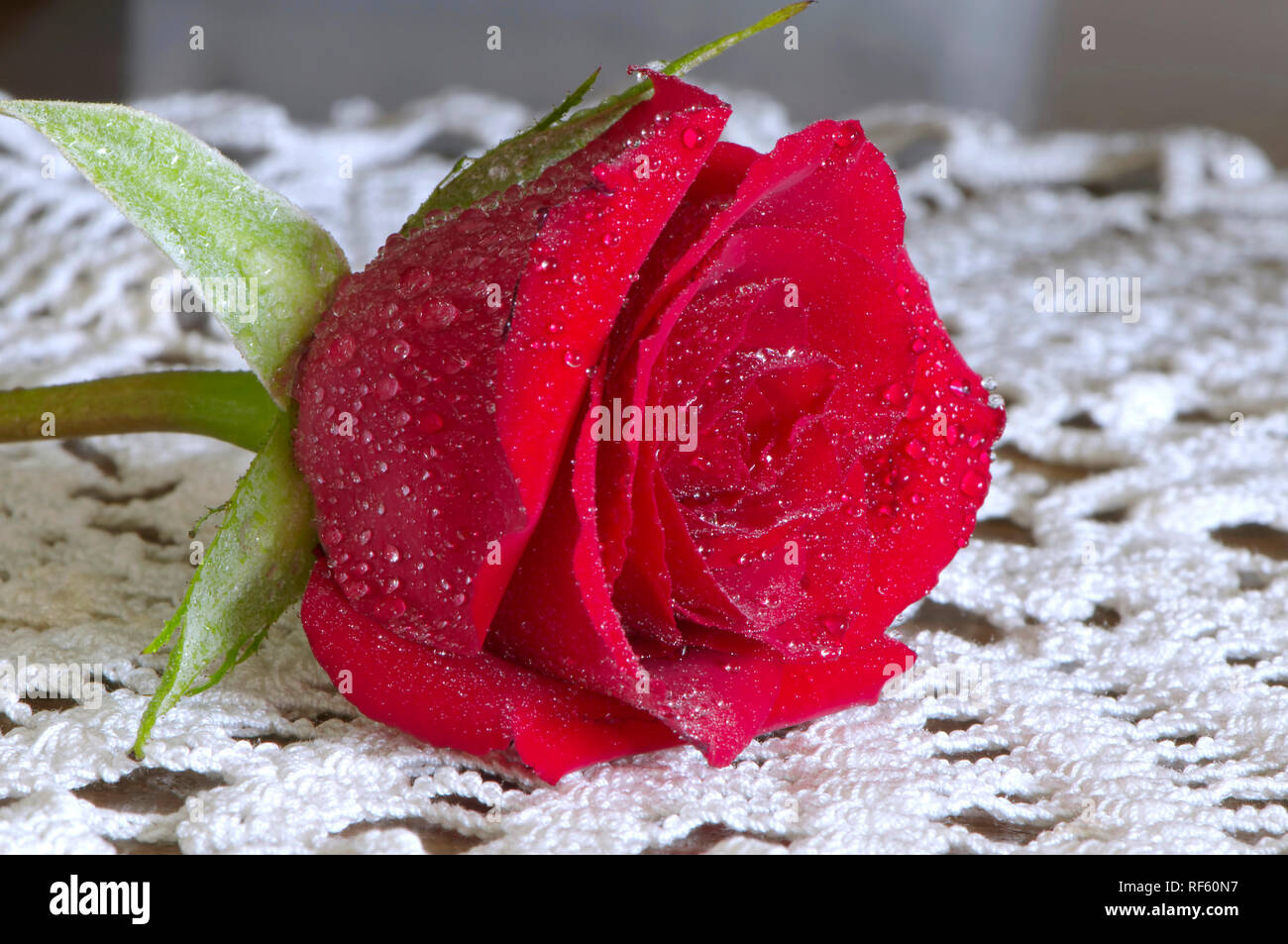Rote Rose mit nassen Blütenblätter auf einem lace Deckchen. Stockfoto