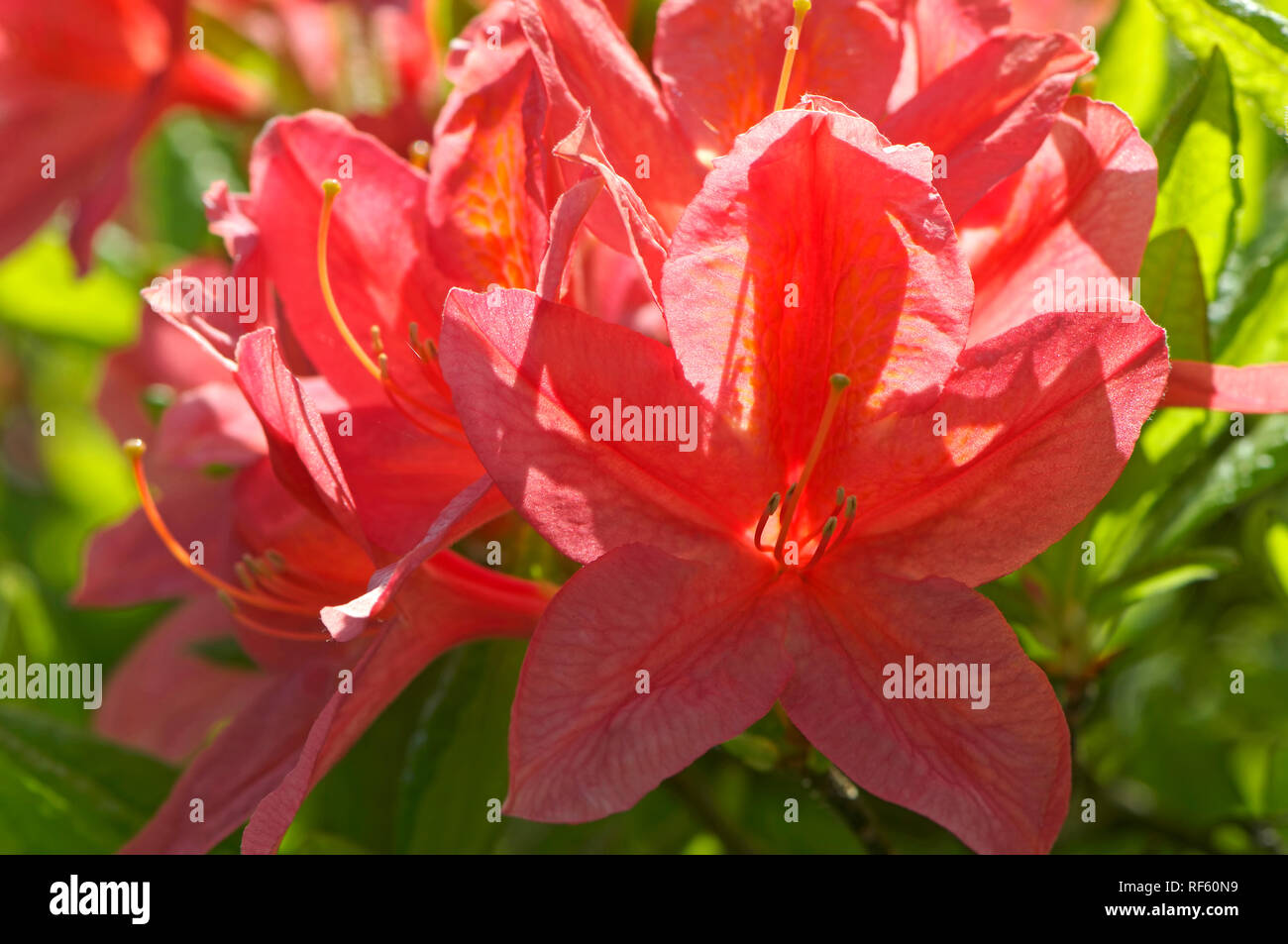 Hintergrundbeleuchtung Koralle - farbige Azalee Blumen im Garten gefangen. Stockfoto