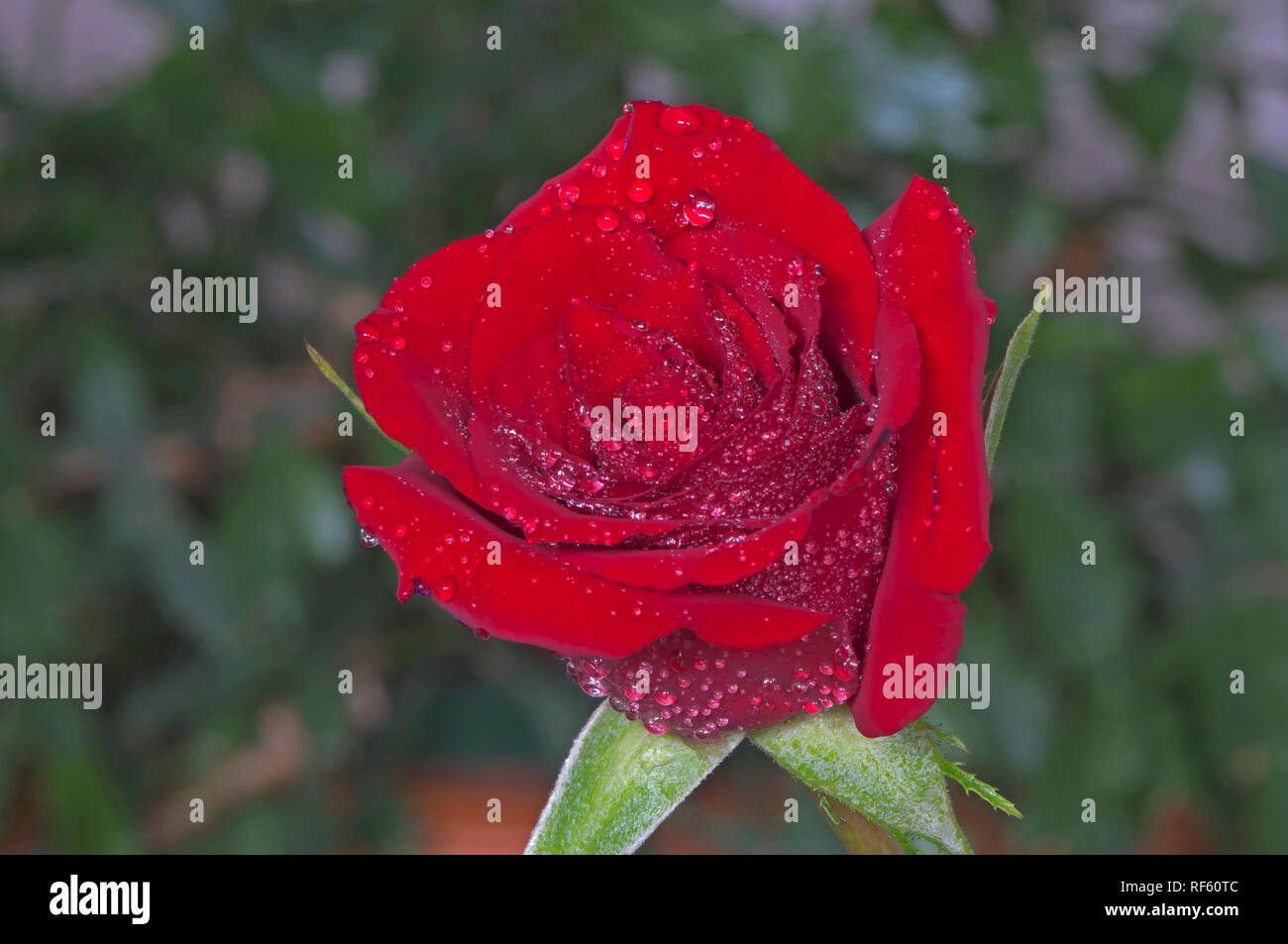Regen fällt auf eine rote Rose mit Gebüsch im Hintergrund. Stockfoto