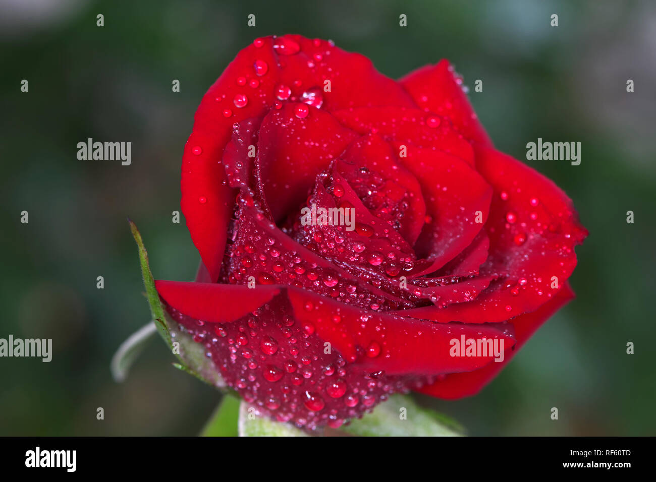 Red Rose Blüte mit Regen fällt. Stockfoto