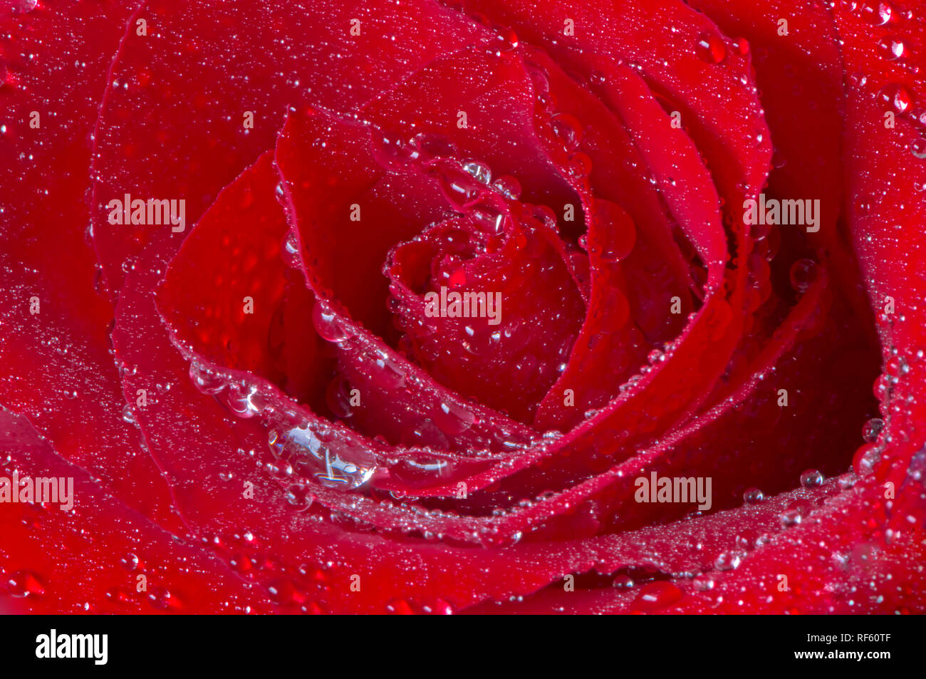 Rote Rose mit Wassertropfen Makro. Stockfoto