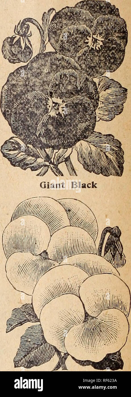 . I.N. Kramer &Amp; Sohn, seedsmen und Floristen. Baumschulen Iowa Cedar Rapids Kataloge; Gemüse; Blumen Samen Samen Kataloge Kataloge; Gartengeräte und Zubehör Kataloge. Wir m. ake eine Spezialität von Stiefmütterchen, und bestand aus dem Saatgut gespeichert ist, wird aus der besten VAR ausgewählten - ieties erhältlich, und wir behaupten, unsere Stiefmütterchen zweite sind, in diesem Land. Riesige GASSIER - eine französische Sorte; Blumen der größten Größe, mit großen schweren Fleck-es, Blau und Weiß sind die vorherrschenden Farben gekennzeichnet. Pkt. 20 C. Meisterwerk - Beschreibung siehe Neuheiten. Pkt. 25 c GIANT BUGNOT - eines der Besten Stockfoto