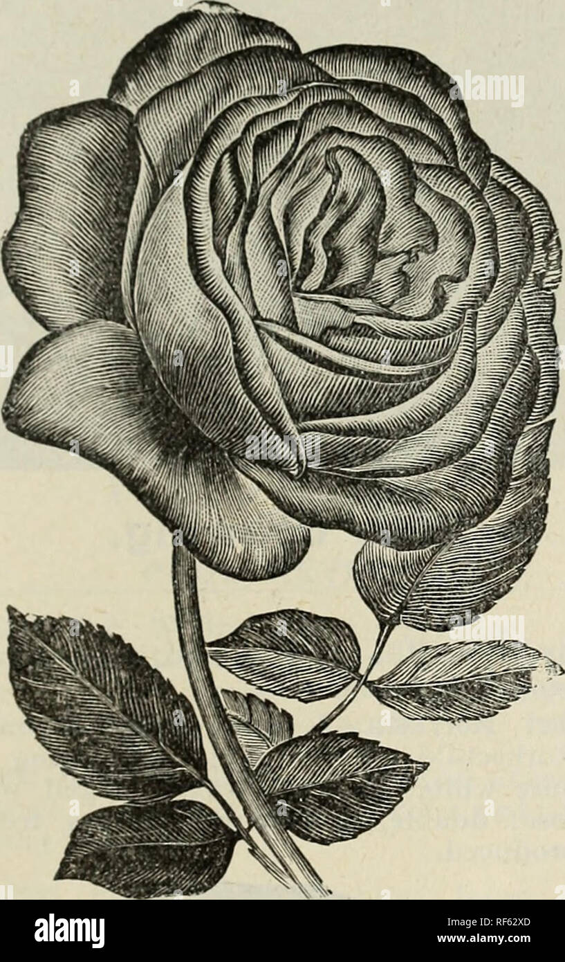 . Katalog. Baumschulen Michigan Kataloge; Obstbäume Sämlinge Kataloge Kataloge; Obst; Pflanzen, Zierpflanzen Kataloge; Bäume; Sträucher Sämlinge Kataloge Kataloge. PROGRESSIVE GARTENBAU IM 20. JAHRHUNDERT. 133 Baronne Prevost - Pure rose Farbe; sehr große, sehr voll, flache Form; eine kostenlose Bloomer, wohlriechend, sehr widerstandsfähig. Boule de Neige - Schnee - Weiß. Die besten blühende Pflanze unter Roses. Baron de Bonstettin-Reiche, samtig Kastanienbraun; große und voll. Eine der schönsten Rosen wachsen wir. Baroness Rothschild - Eine der schönsten Rosen. Die Blüten sind von immenser Größe, perfekte Form und exq Stockfoto