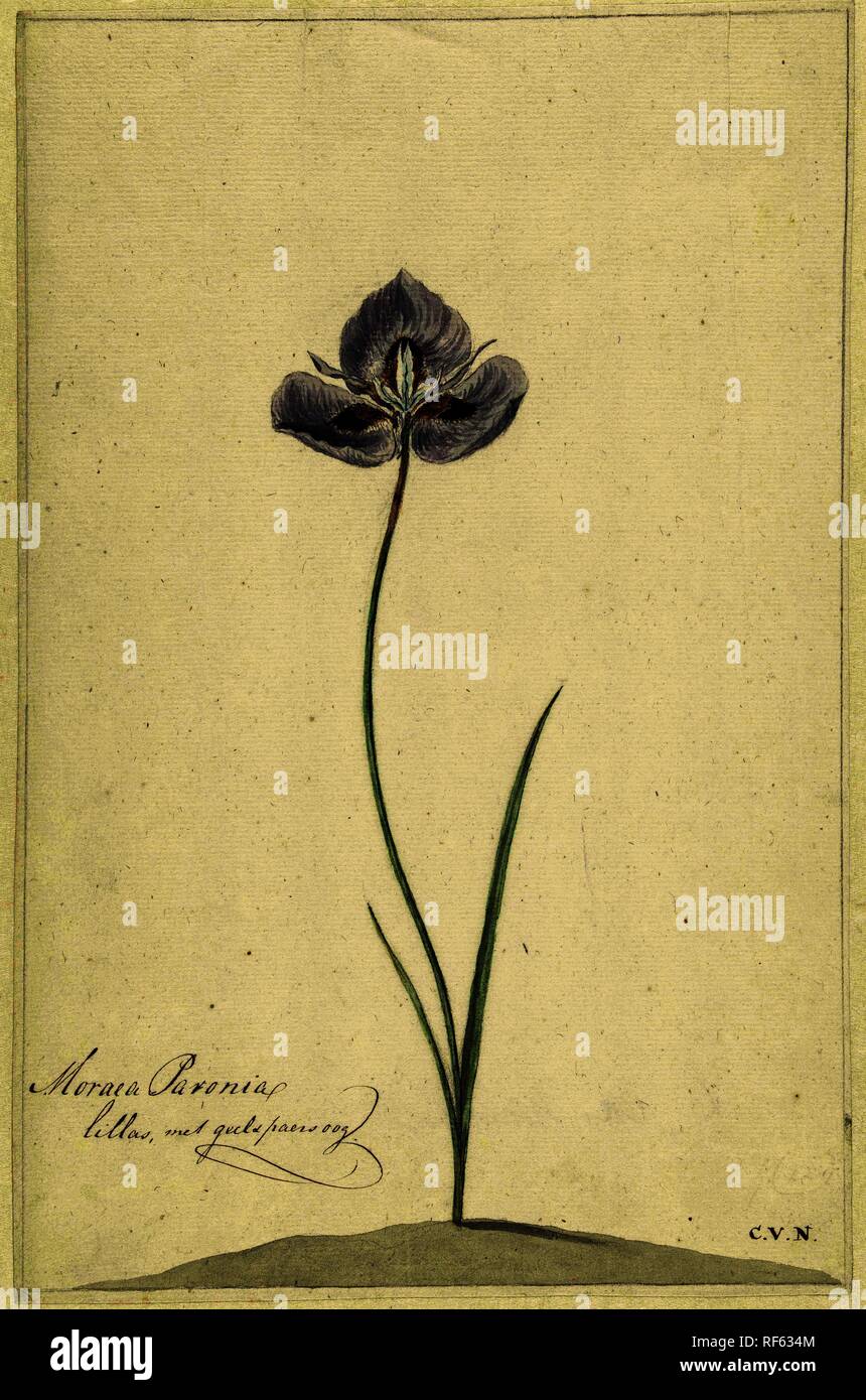 Iris. Verfasser der Stellungnahme: Cornelis van Noorde. Datierung: 1741 - 1795. Maße: H 320 mm x B 208 mm. Museum: Rijksmuseum, Amsterdam. Stockfoto