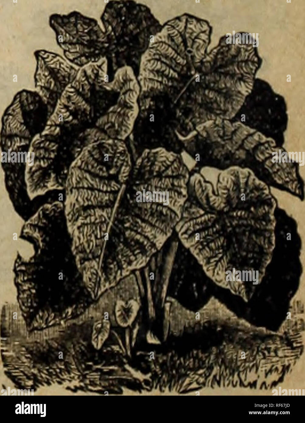 . Mai Katalog der Nördlichen gewachsen, Samen, Pflanzen, Lampen &Amp; Früchte. Baumschulen Minnesota Saint Paul Kataloge; Baumschulen (Gartenbau) Minnesota Saint Paul Kataloge; Gemüse Samen Samen Kataloge Kataloge; Blumen; Pflanzen, Zierpflanzen, Obst Kataloge Kataloge. Tiefes Goldgelb, stark beschmutzt und crimson. Ein Wassergraben kräftige Züchter. Progression. °E, eap 8 hS-Höhe 5ft. . Aiippn CUartrtff&gt; Hell orange Scharlachrot, tief umrandeten yUCCIl V/Ilctl 1 UILC, mit hellen Canary gelb. Fionas sehr groß, gut gerundet Blütenblätter in immensen Köpfe gut über die "Laub getragen. Höhe 3% ft. Rose einmalig. Stockfoto