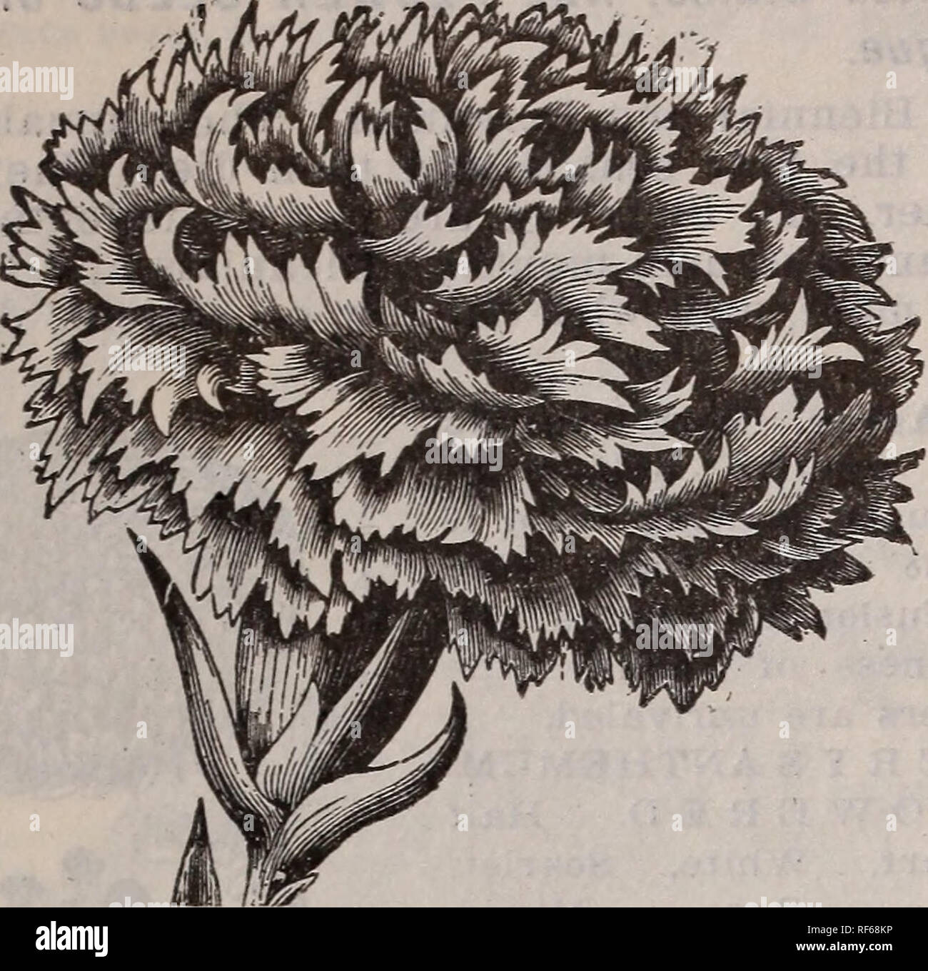 Illustrierte 1902 Katalog Samen Choicest Garten Und Bauernhof