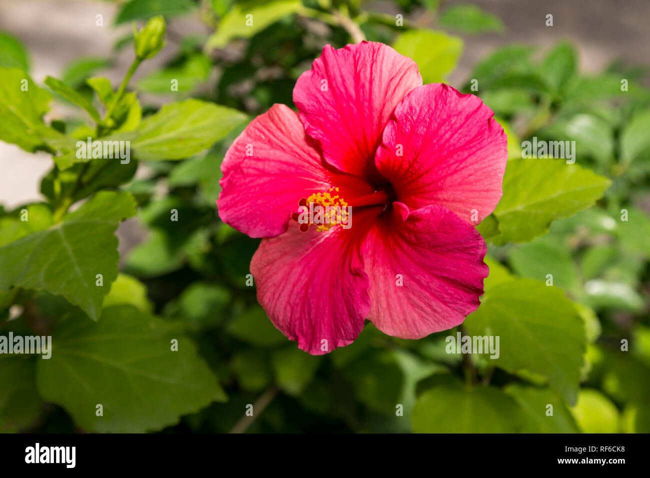 Pulsierende rosa blühenden Hibiscus Stockfoto