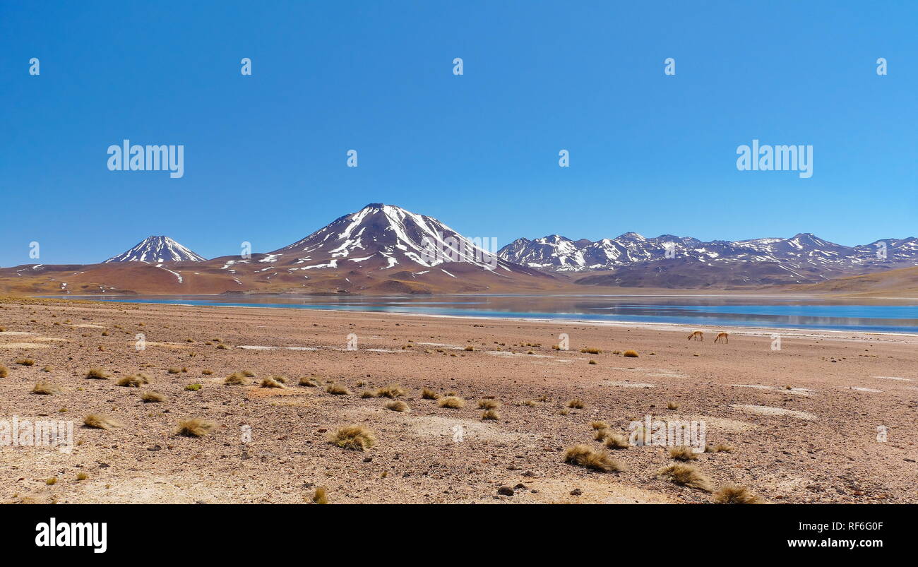 Laguna Miscanti in den chilenischen Anden. Die Wüste von Atacama im Norden von Chile ist die trockenste Region der Erde. Stockfoto