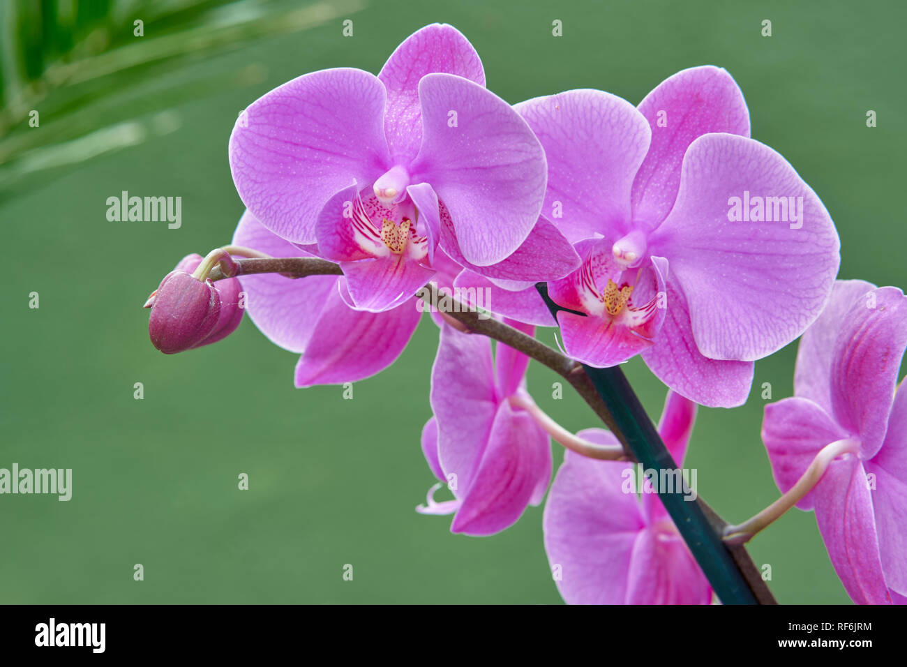 Pink Orchid Flower, Arboretum Volcji Potok, Kamnik, Gorenjska, Slowenien Stockfoto