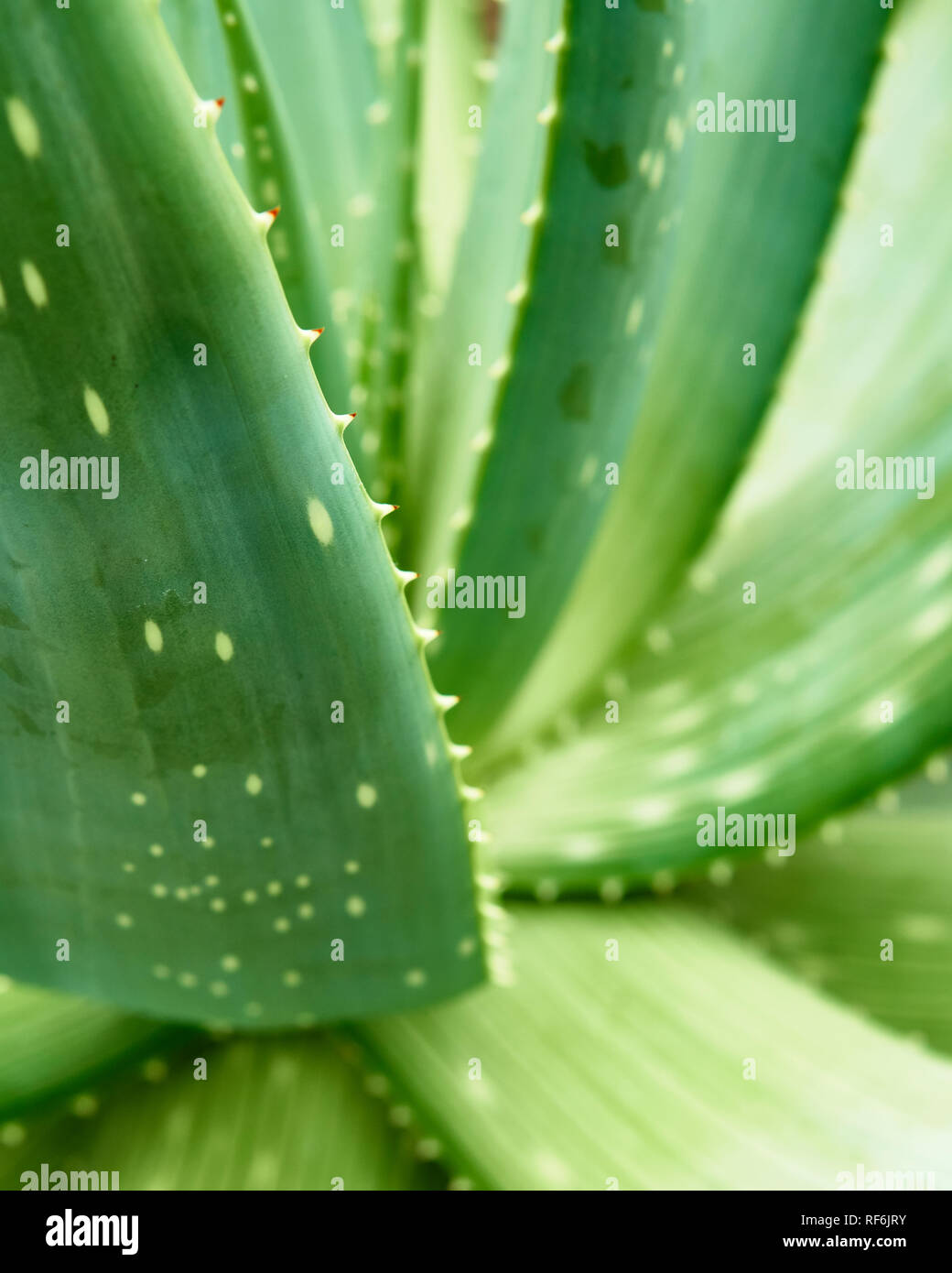 Aloe Vera Pflanze. Nahaufnahme von gezackte Blätter am Arboretum Volcji Potok, Kamnik, Gorenjska, Slowenien Stockfoto
