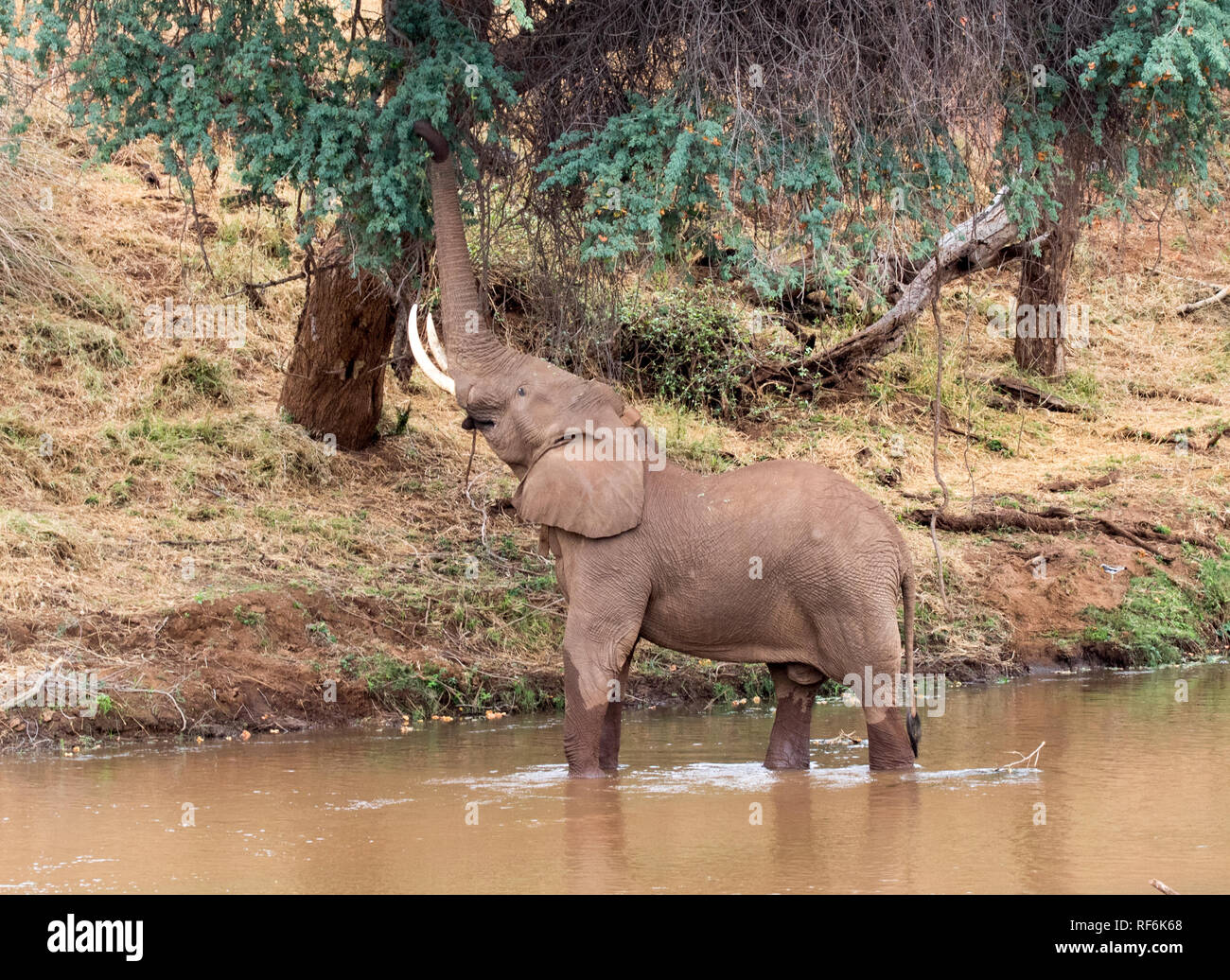 Afrikanischer Elefant (Loxodonta Africana) Stockfoto