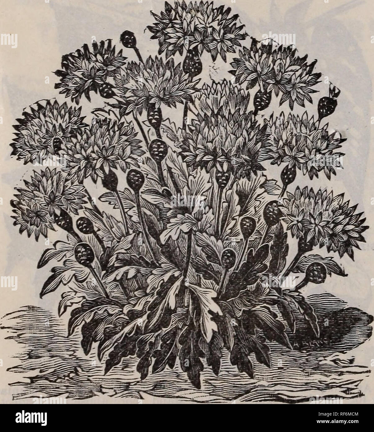 Garten Jahresbericht 1902 Baumschulen New York State Kataloge Kataloge Blumen Pflanzen Zierpflanzen Kataloge Leuchtmittel Pflanzen Kataloge