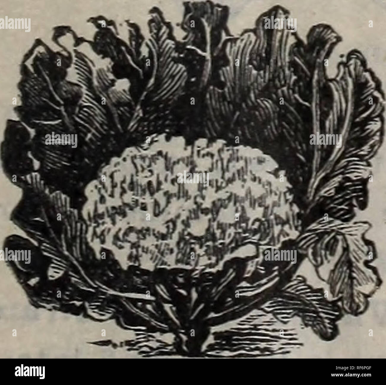 Illustrierte 1902 Katalog Samen Choicest Garten Und Bauernhof