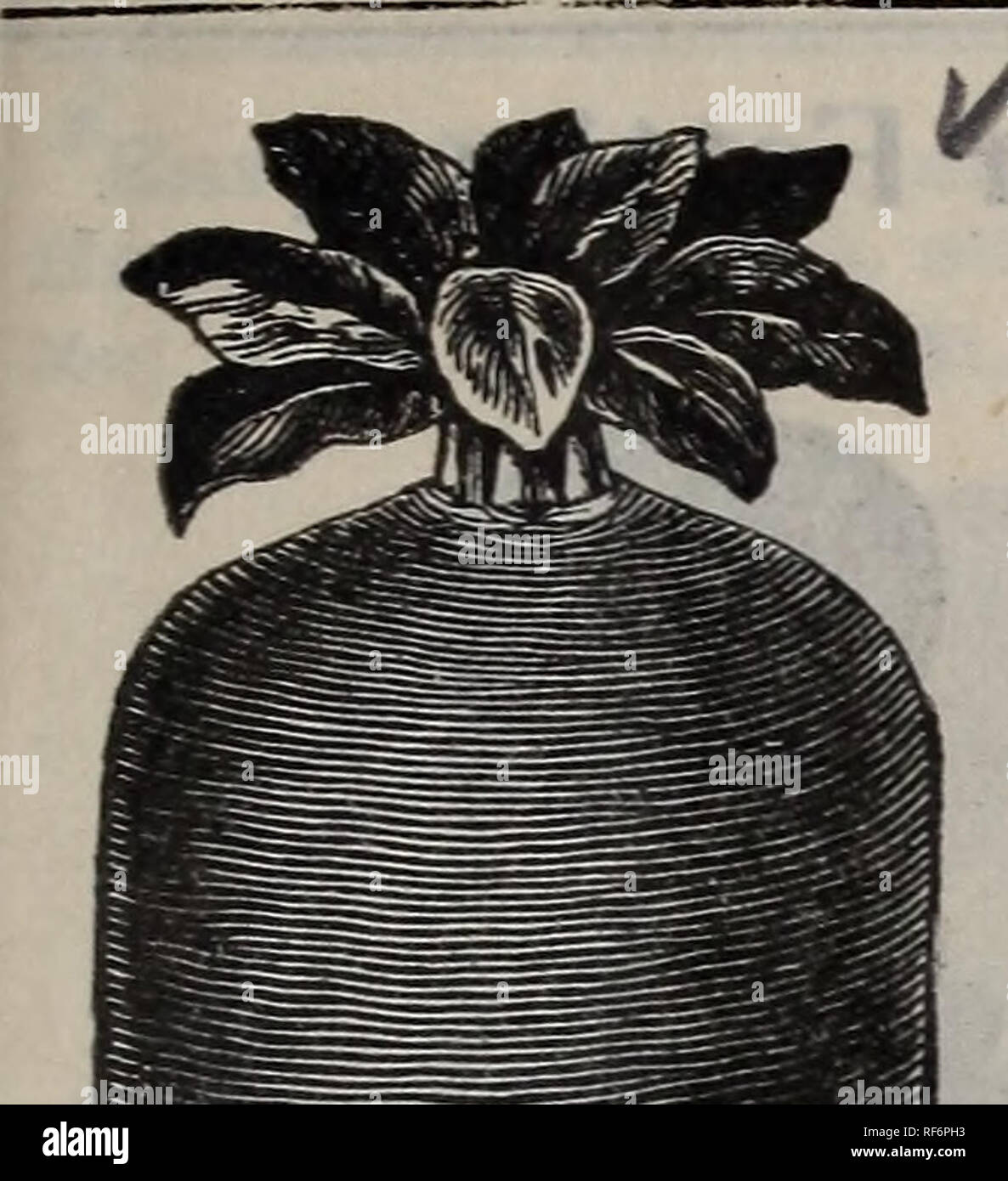 Illustrierte 1902 Katalog Samen Choicest Garten Und Bauernhof