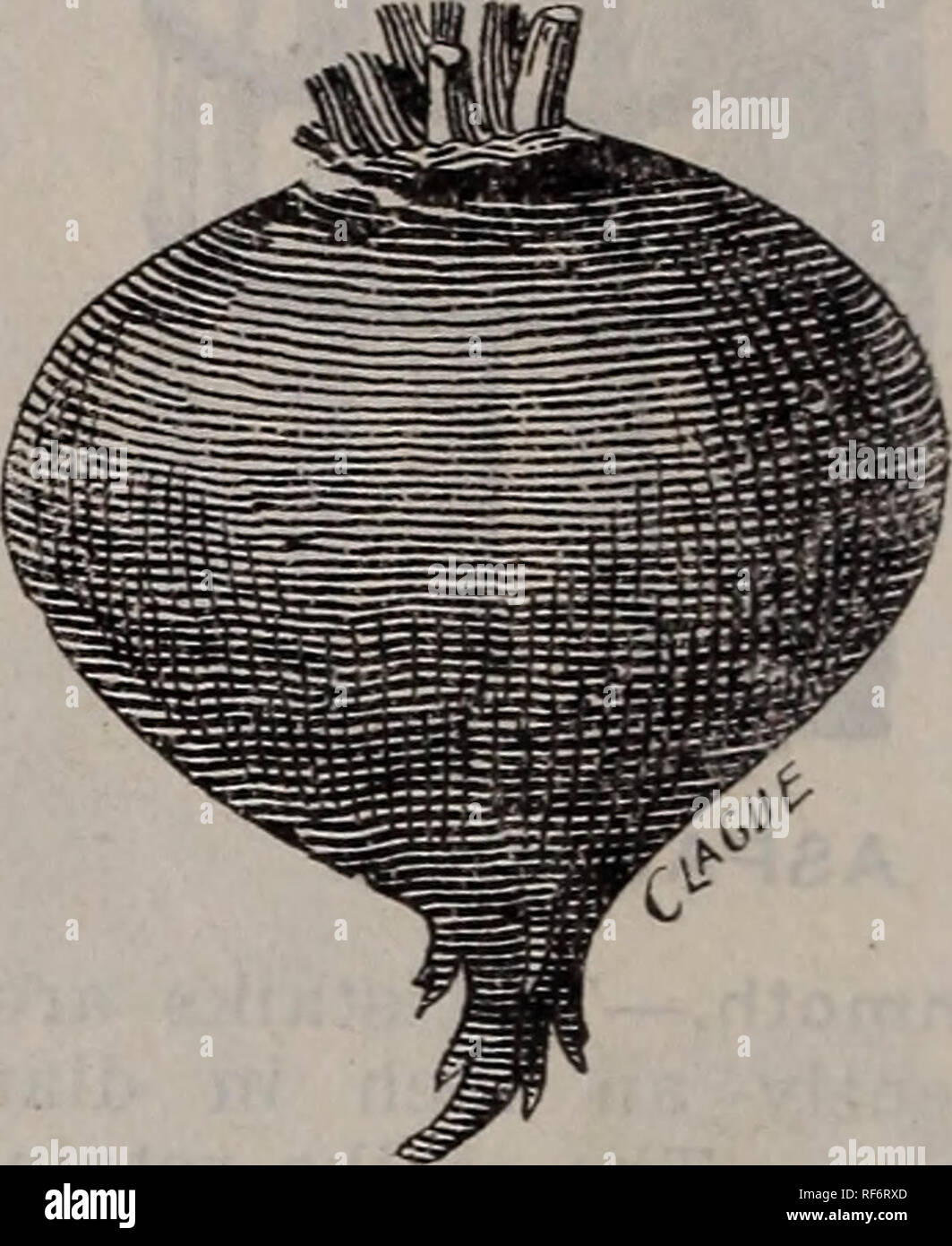 . Beschreibender Katalog, 1902. Baumschulen Washington (State) Kataloge; Gemüse; Blumen Samen Samen Kataloge Kataloge; landwirtschaftliche Arbeitsgeräte Kataloge. Rostfrei, oder Detroit Wachs. - Es ist nicht wahrscheinlich, Rost, selbst bei sehr nassem Wetter ausgesetzt. Pod ist flach, gute Länge und hält frisch und knackig eine lange Zeit nach abgeholt wurden, so dass es wertvoll für die Schiff-ping lange Distanzen. Pkt. 5c, lb. 15 C. Deutsche weißes Wachs. - eine Vielzahl ähnlich in jeder Hinsicht zu den Schwarzen Wachs, ex-Cept in Farbe, das ist reines Weiß. Pkt. 5c, lb. 15 C. Rüben. Eine Unze wird sow flfty Füße von Drill, fünf Pfund sow Stockfoto