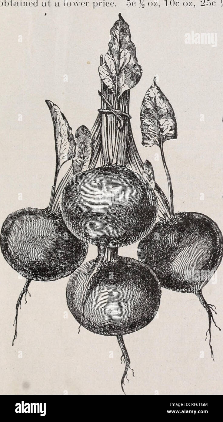. Ein paar Samen, Pflanzen: am besten in der Welt. Baumschulen Ohio Zanesville Kataloge; Gemüse; Blumen Samen Samen Kataloge Kataloge; landwirtschaftliche Arbeitsgeräte Kataloge. 1 X 0. D. niLAY, ZAXKSVILLE, Ohio. 5 Rüben für die Tabelle. Eine Unze Samen zu 100 Fuß zeile. Für Keadv tlie Tabelle 40 zu 7') dav: Verdanken Unze von Saatgut an 100 Fuß zeile. Heady für tlie Tabelle 40 zu 7') Tagen ab. mähen. Crosby die verbesserte Ägyptische. Diese und superior Zuckerrüben hat g-Ertrinken zugunsten so schnell Anu^ iiii' onr cnstonK^ rs tltat sometinies haben wir niiablr wurde (ofill Bestellungen ICH' spät in der Saison Eceived. Es ist ein sehr snpe Stockfoto