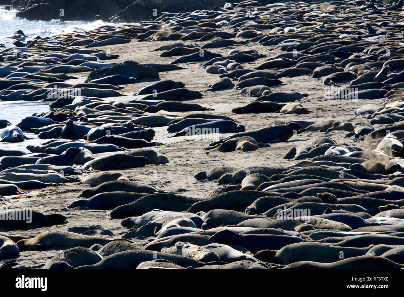 Seeelefanten am Piedras Blancas Stockfoto