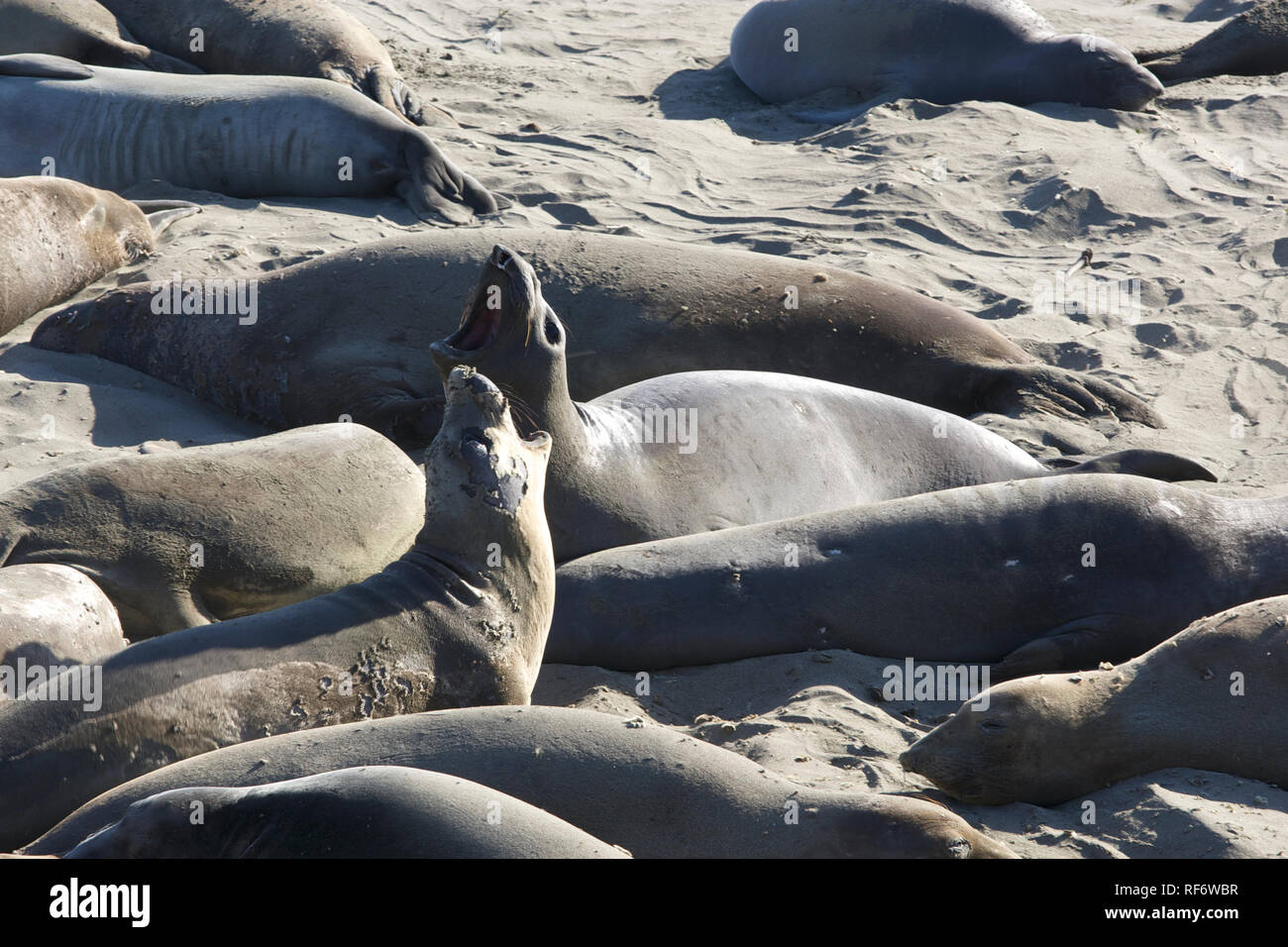 Seeelefanten am Piedras Blancas Stockfoto