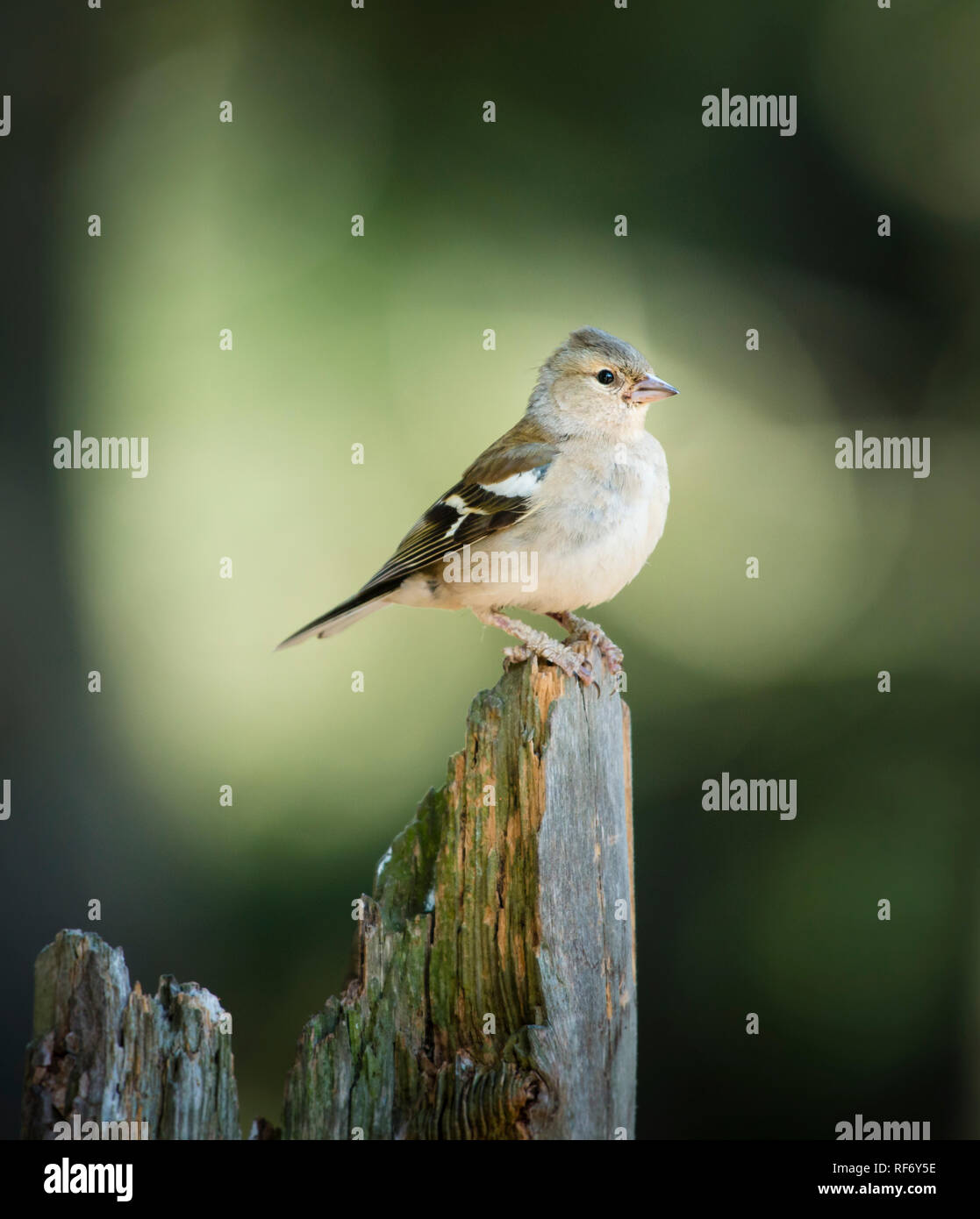 Porträt eines gemeinsamen Garten weibliche Chaffinch auf einem Baumstumpf in Wald mit verschwommenem Hintergrund thront Stockfoto