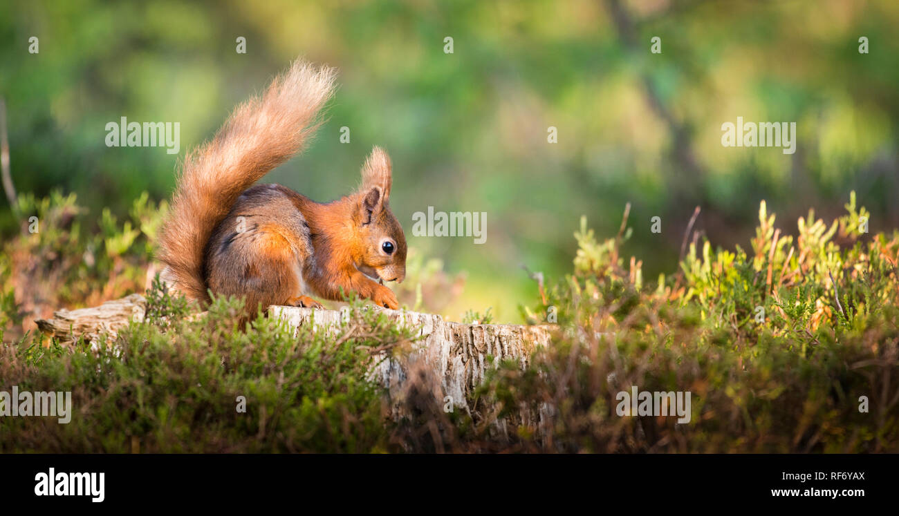 Portrait der bedrohten Eichhörnchen auf einem Baumstumpf unter den Boden heather Fütterung mit Schwanz um ihn herum gewickelt. Stockfoto