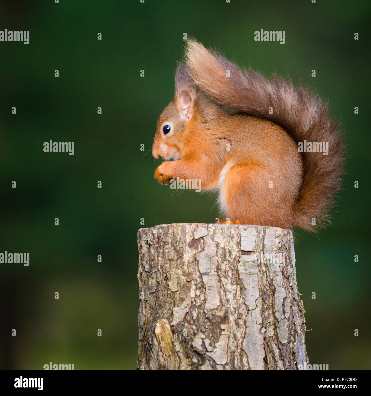 Portrait der bedrohten Eichhörnchen sitzt auf baumstumpf Fütterung in Wäldern mit Schwanz um ihn herum gewickelt Stockfoto