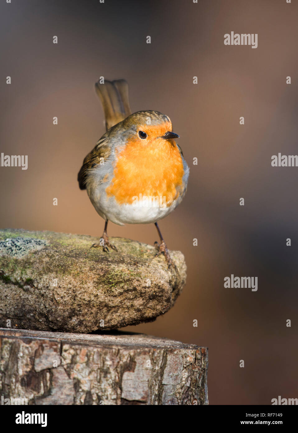 Porträt einer gemeinsamen Garten Robin redbreast thront auf einem Baumstumpf im Wald mit unscharfen Hintergrund Stockfoto