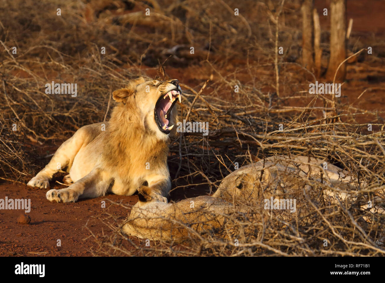 Bild eines liegenden männlichen Löwen gähnen Stockfoto