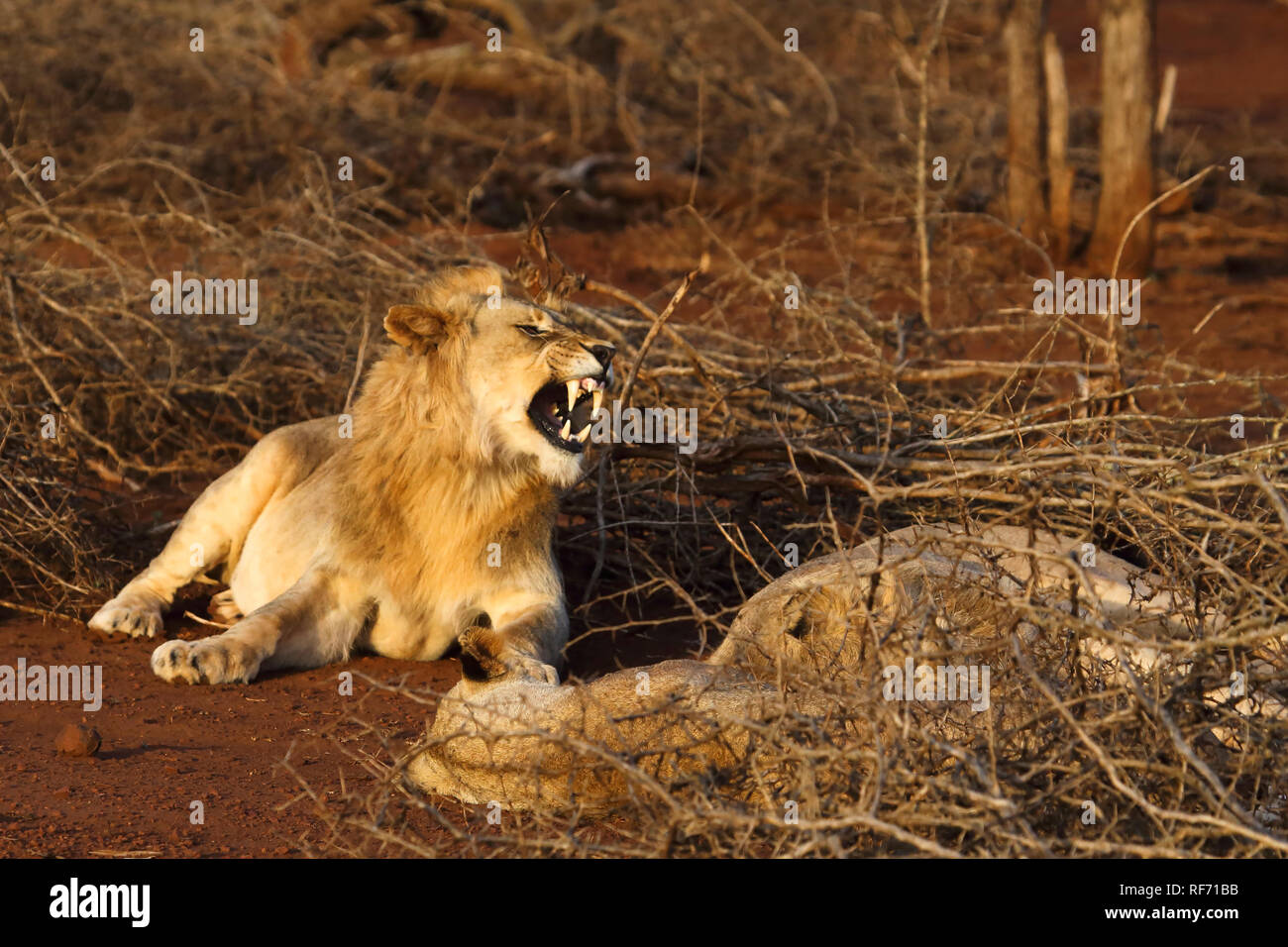 Bild eines liegenden männlichen Löwen gähnen Stockfoto