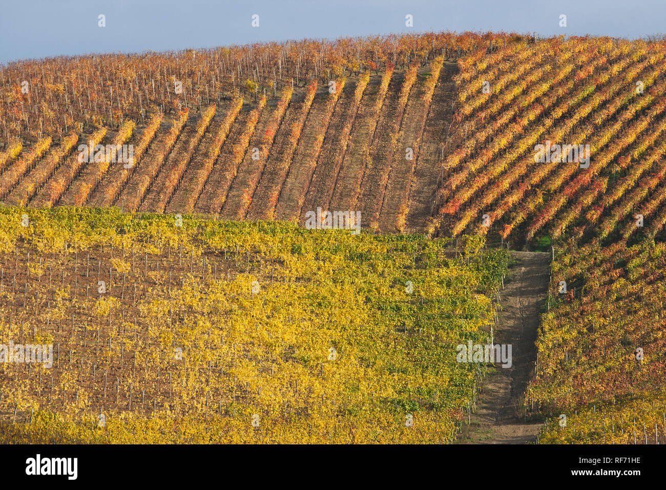 Blick auf den Hügeln von Asti, Weinberge, mit den Farben des Herbstes Stockfoto